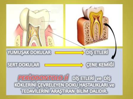 periodontology